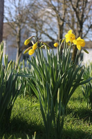 Daffodils at Bampton Hall daffodils beginning to bloom in early March