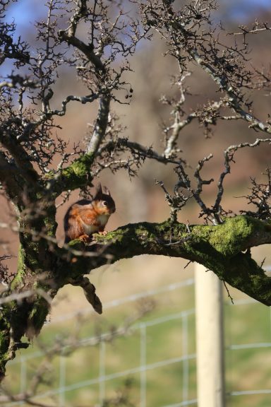 Red squirrel sitting sunning itse;f in the crook of a tree in Swindale